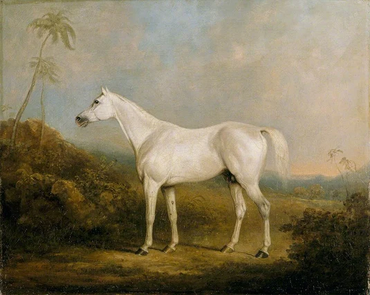 Arabian Horse Names