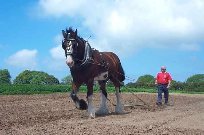 Big Horse Names