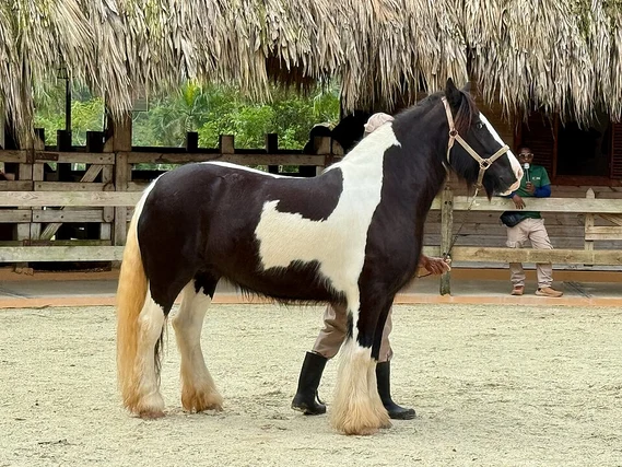 Black and White Horse Names