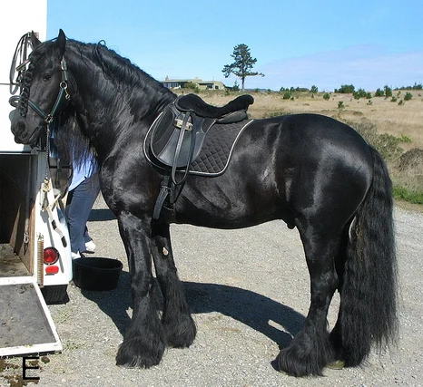 Black Horse Names