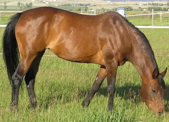 Brown Horse Names