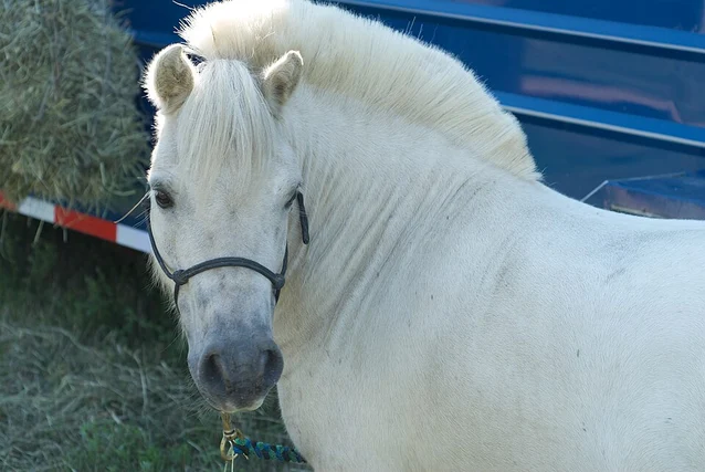 Cute Girl Horse Names