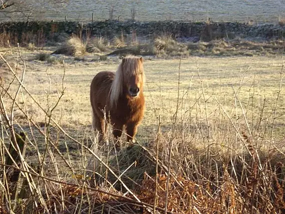 Cute Horse Names