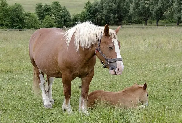 Female Horse Names