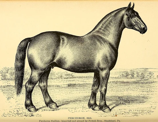 French Horse Names