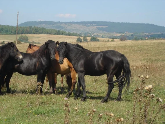 Ghost of Yotei Horse Names
