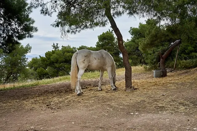 Greek Horse Names