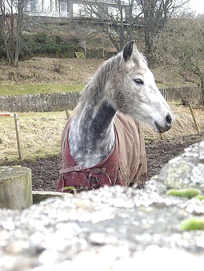 Grey Horse Names