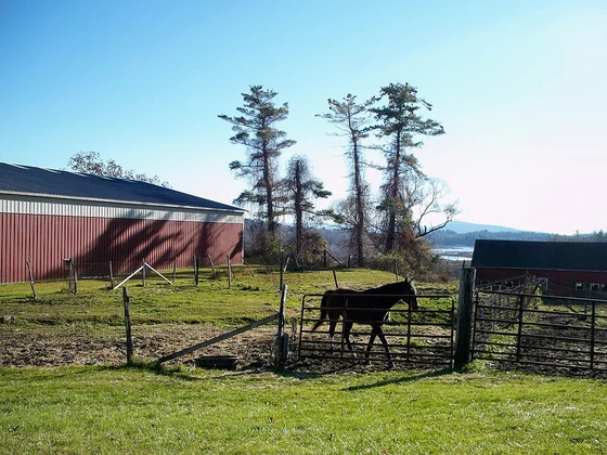 How to Choose the Perfect Horse Name: A Complete Guide