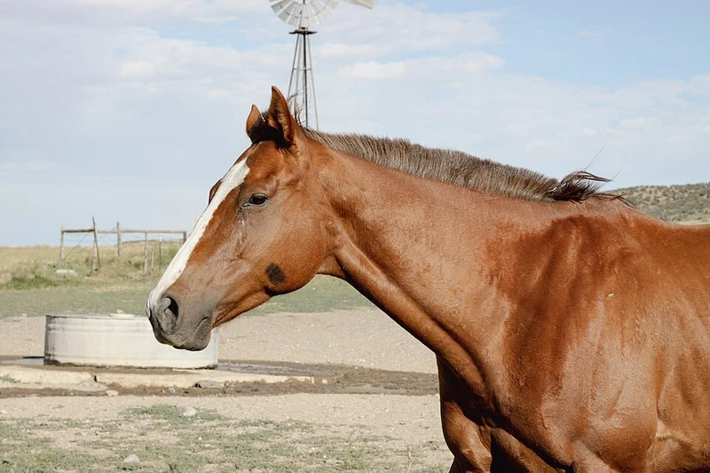 Male Horse Names