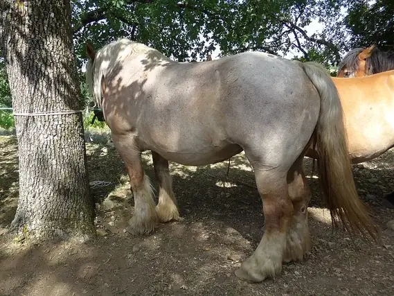 Medieval Horse Names