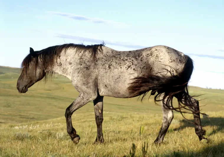 Native American Horse Names