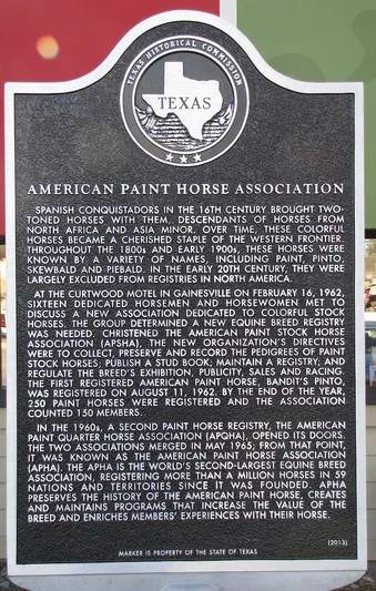 Paint Horse Names