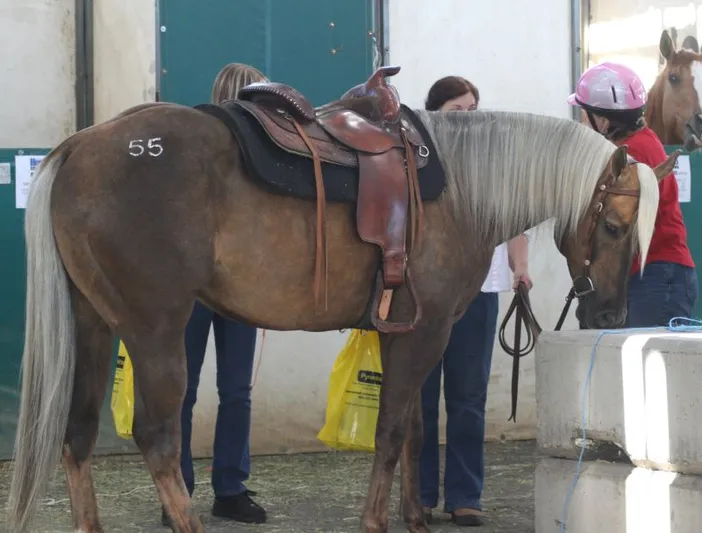 Palomino Horse Names