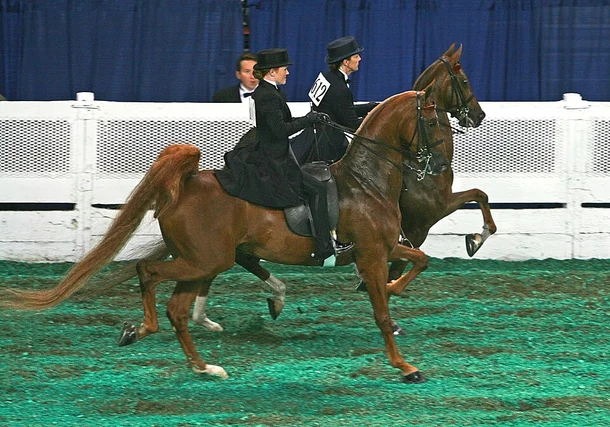 Pretty Horse Names