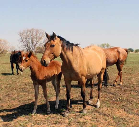 Red Horse Names