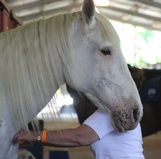 Spanish Horse Names