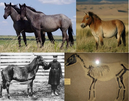 Spirit Horse Names