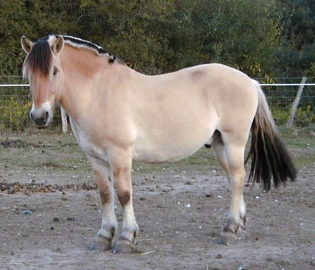 Star Stable Horse Names