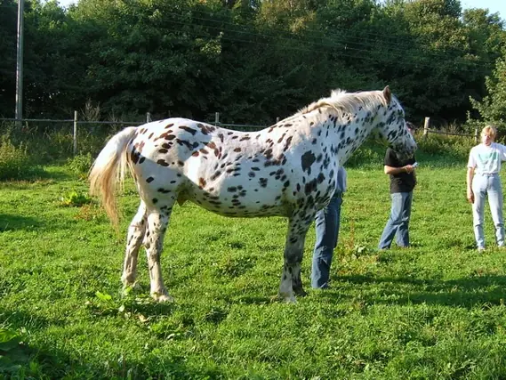 Unique Horse Names