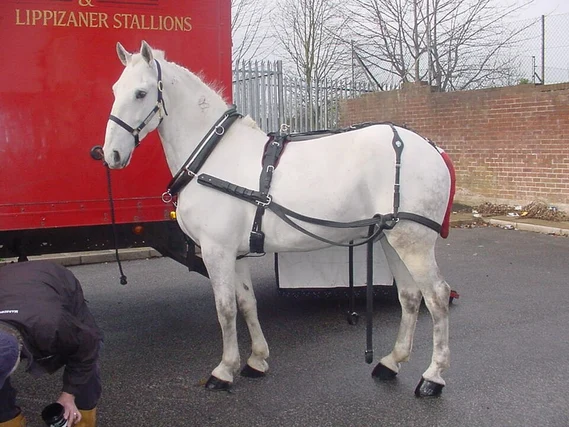 White Horse Names