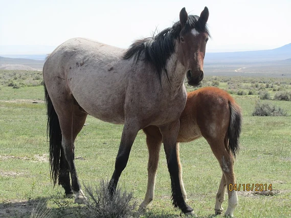 Wild Horse Names