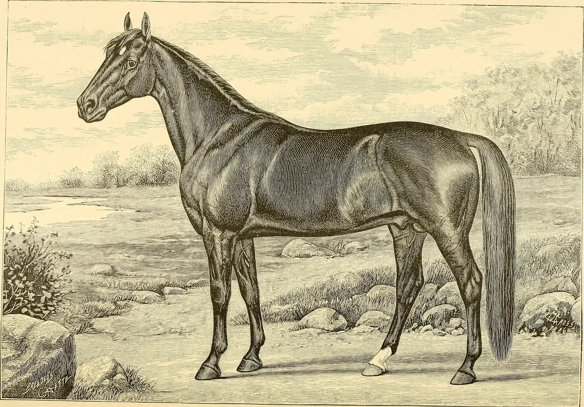 Best Horse Breeds for Beginners