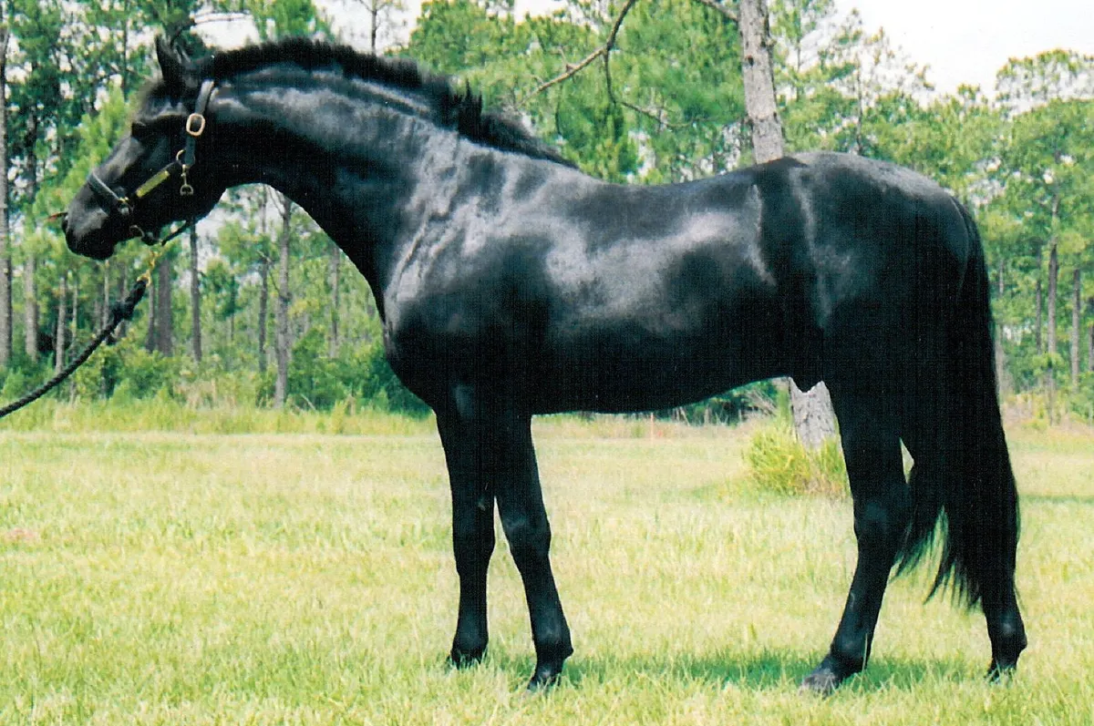 Black Horse Names