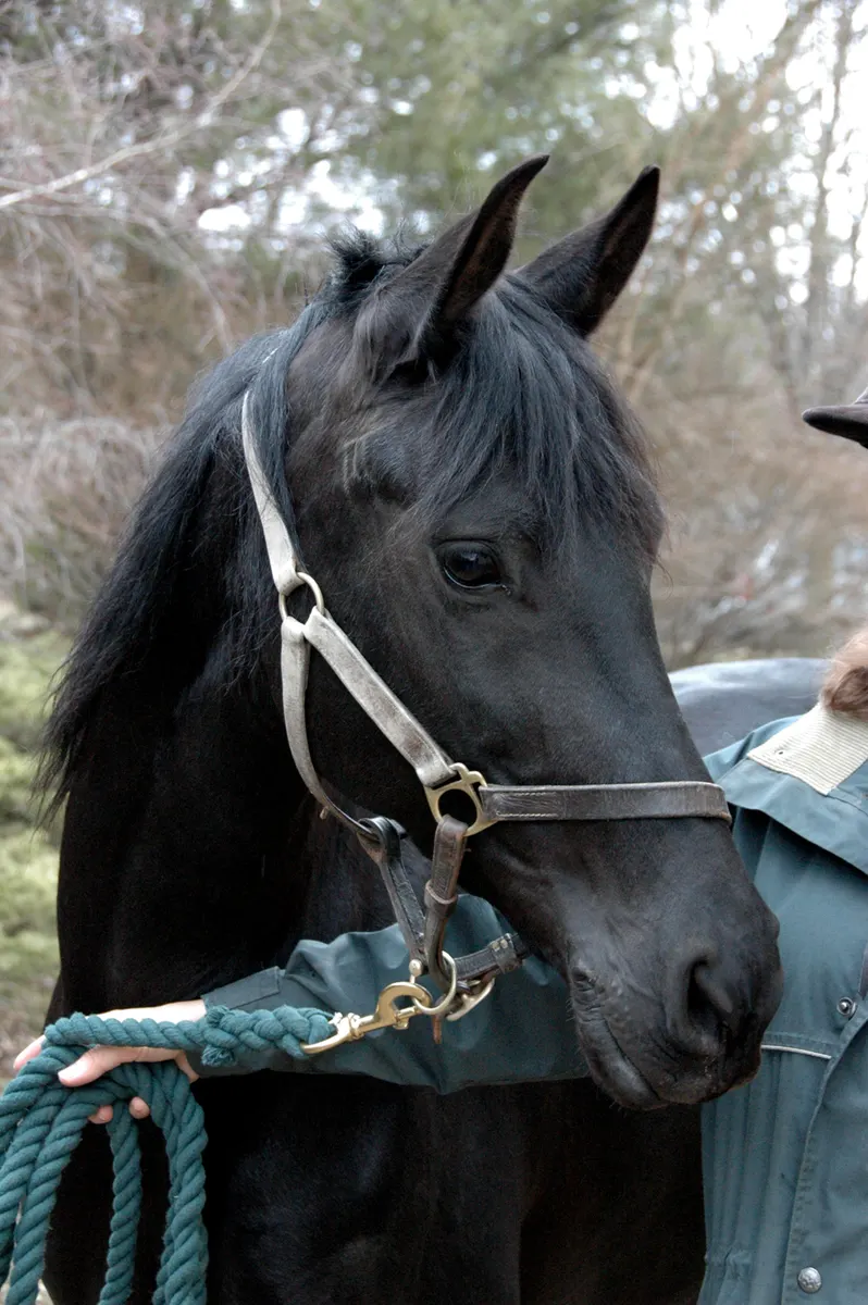 Black Horse Names, image 2