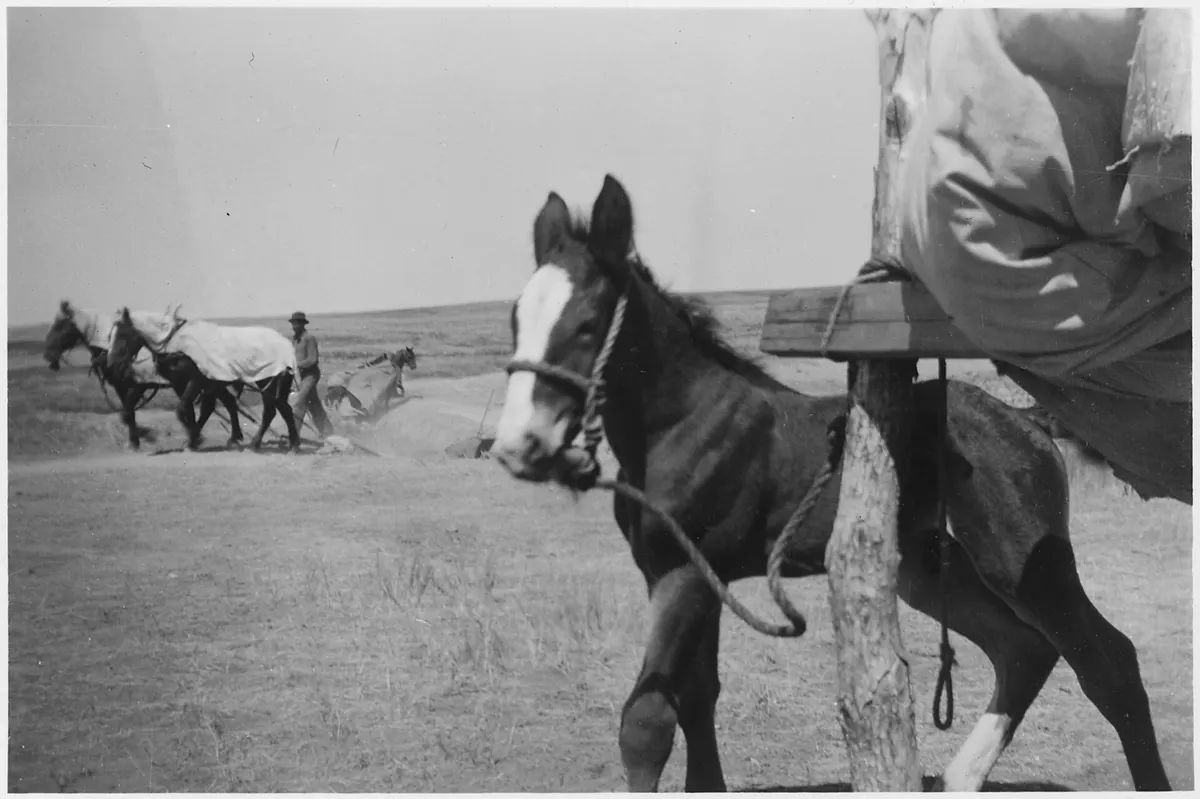 Boy Horse Names