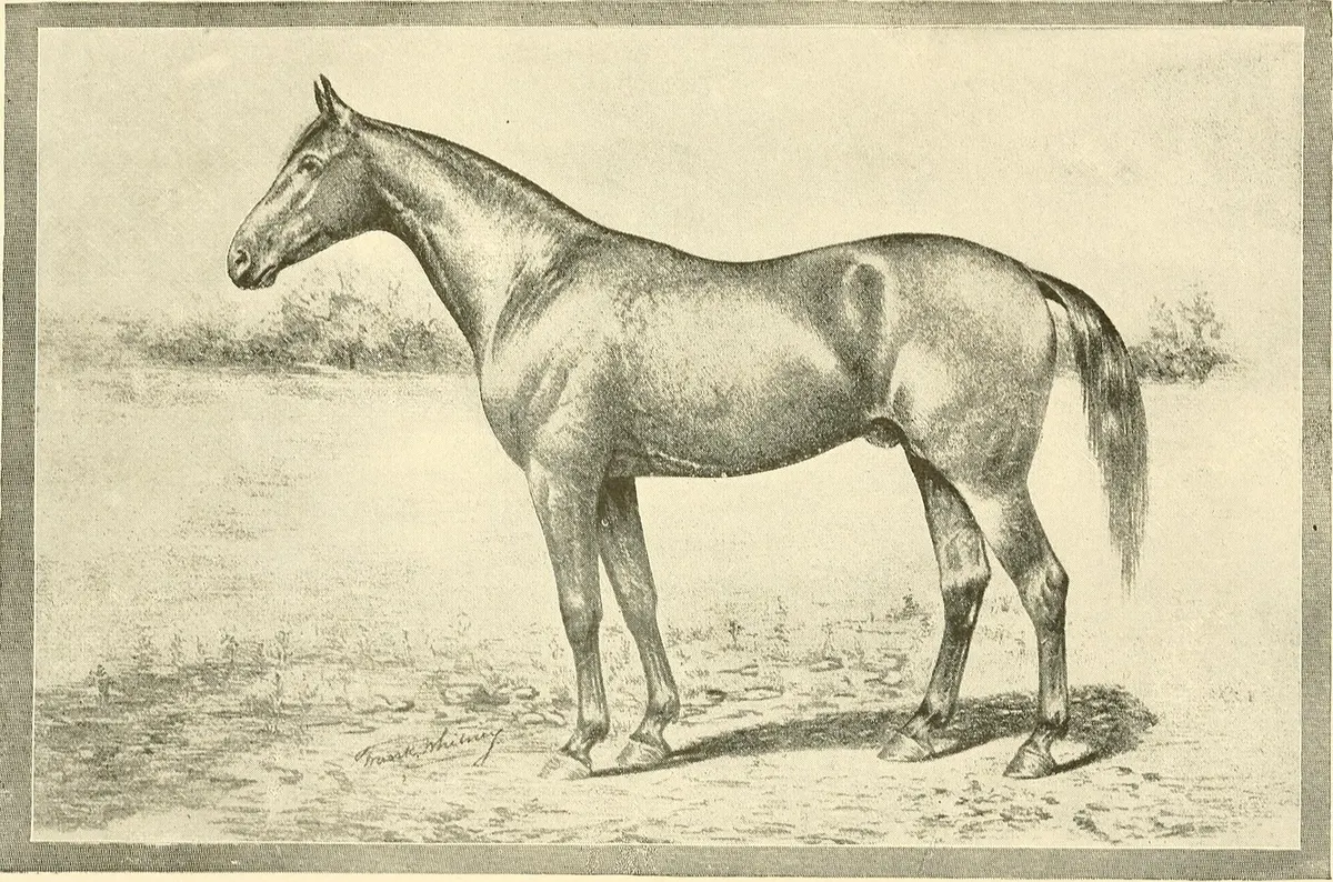 Boy Horse Names, image 2
