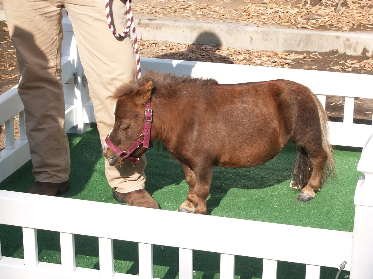 Einstein Horse