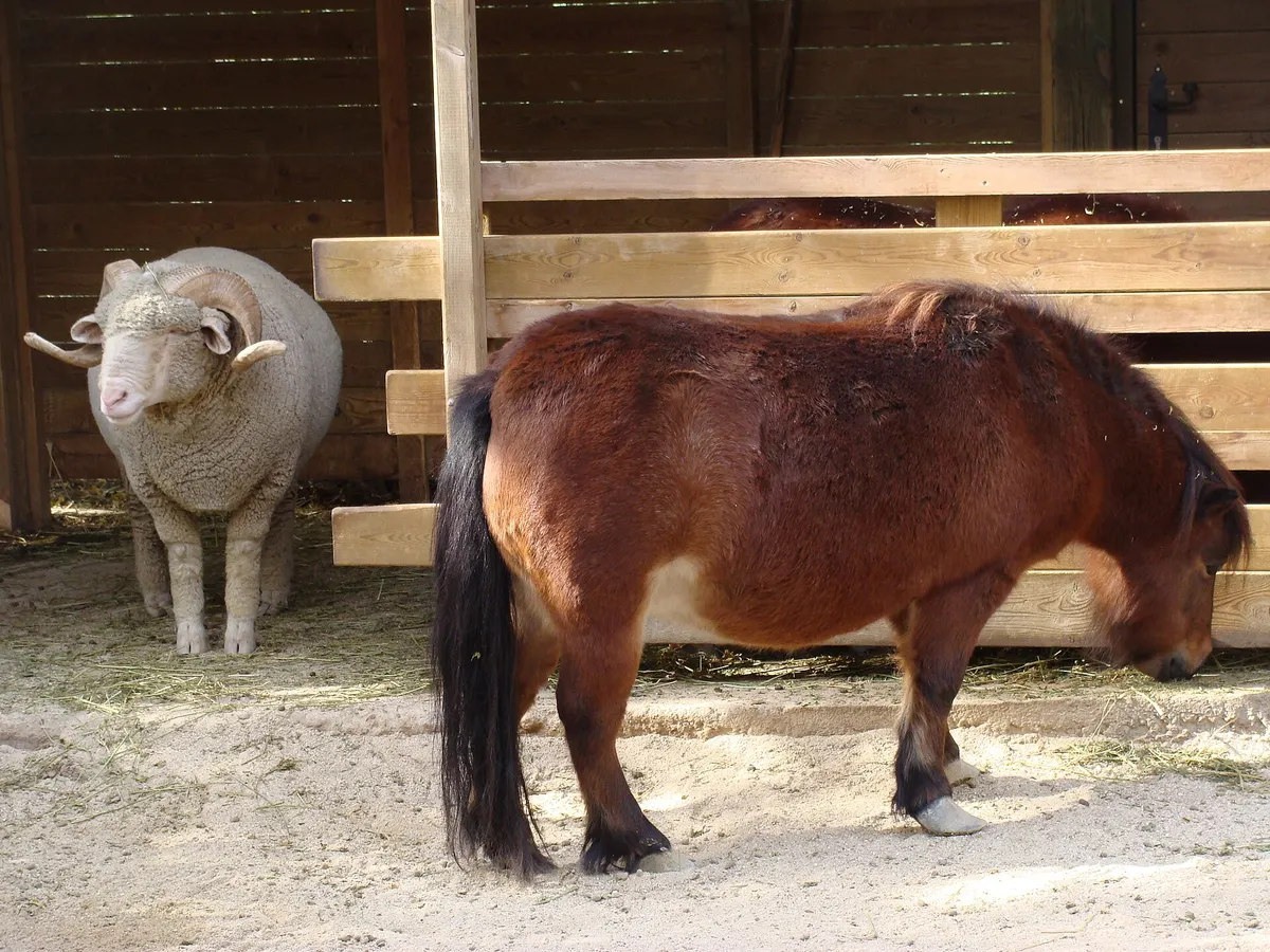 Einstein Horse, image 2