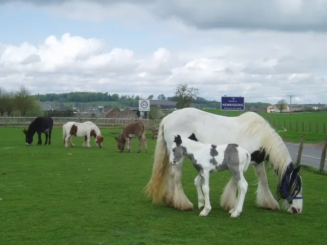Female Horse Names