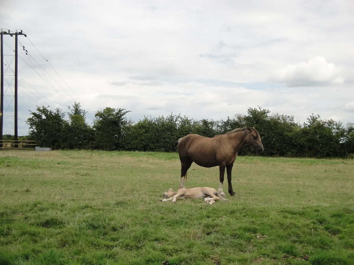 Female Horse Names, image 2