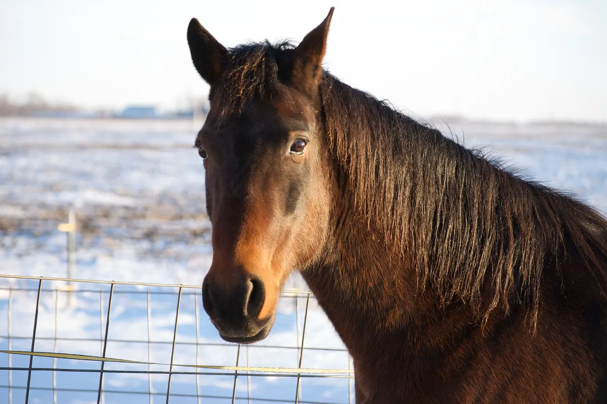Horse Names Female