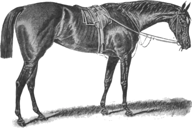 Horse Names Female, image 2