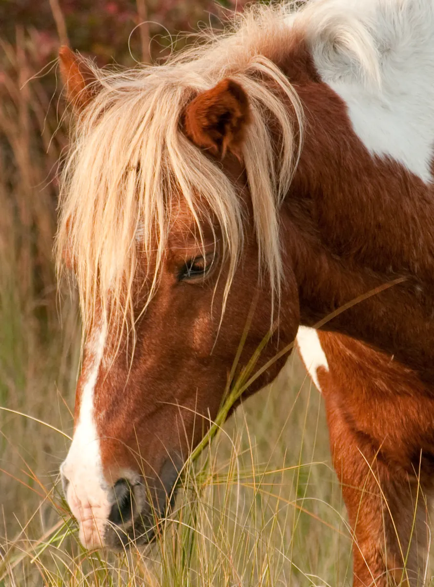 Horse Names Male