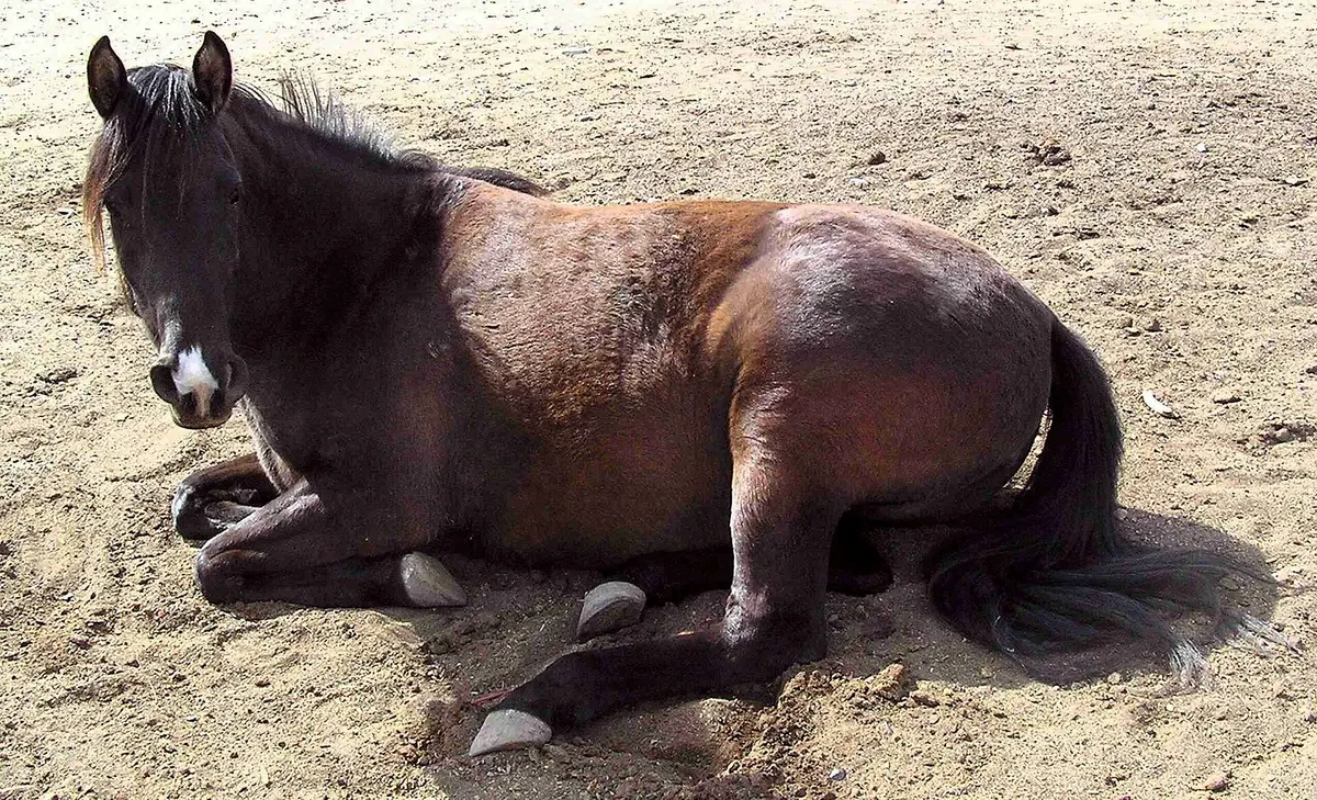 Horse Sitting
