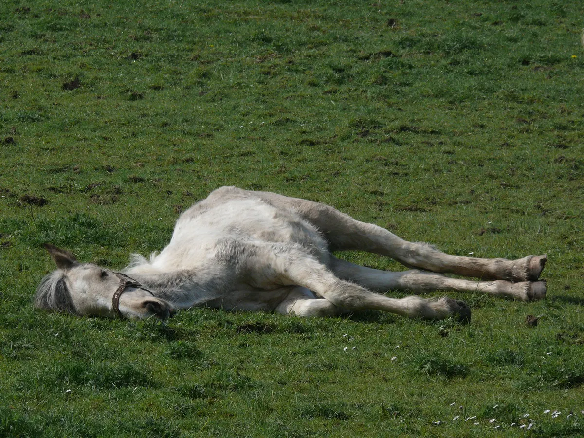 Horse Sitting, image 2