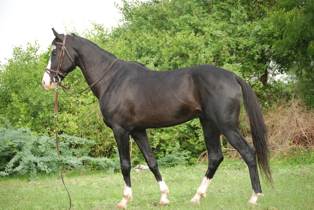 Indian Dark Horse for Sale