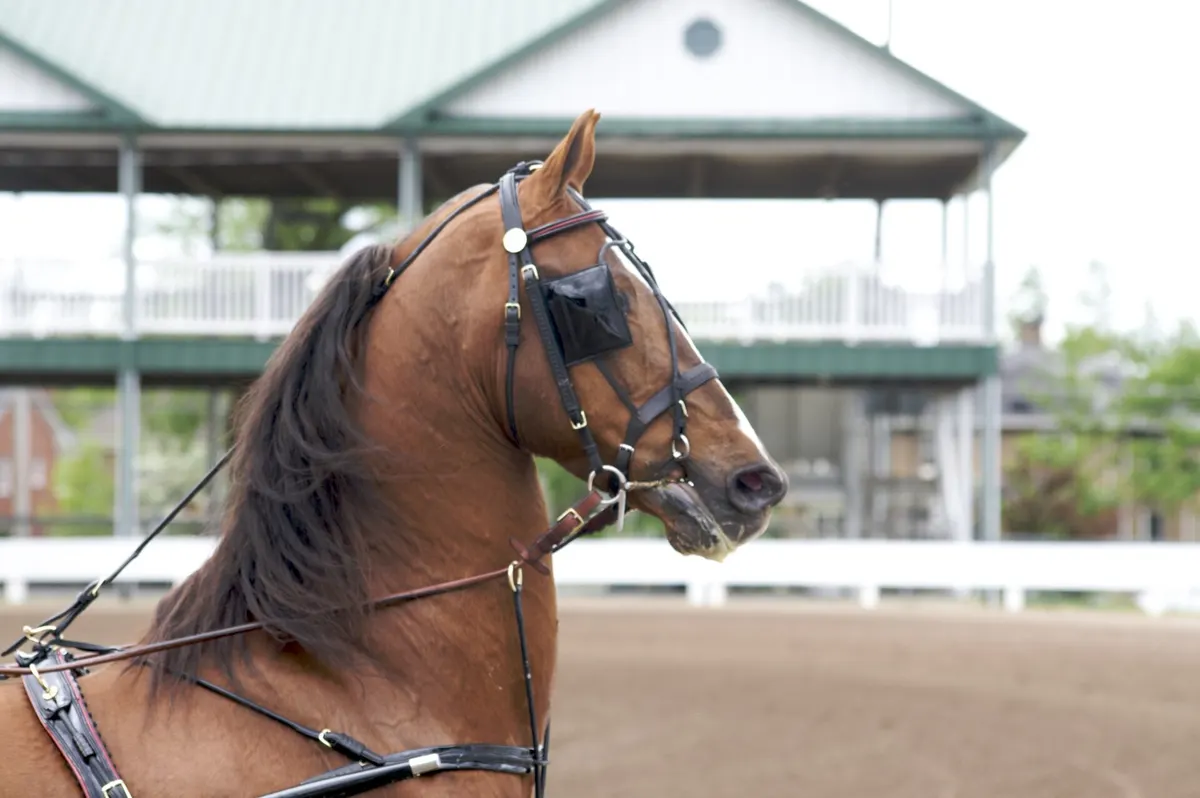 Male Horse Names