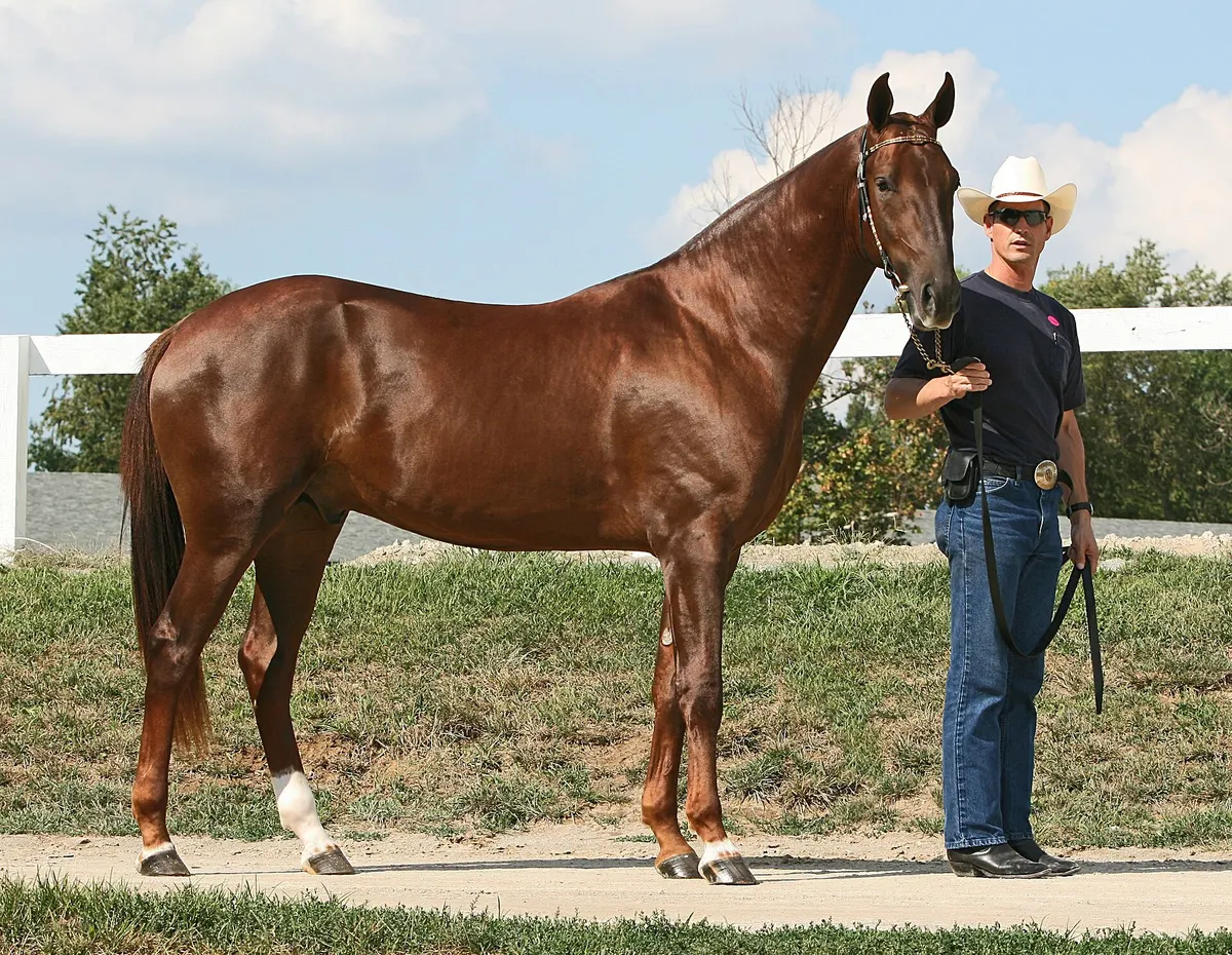Unique Horse Names, image 2